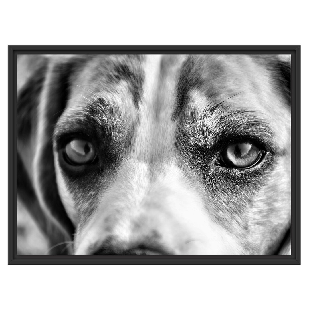 Gerahmtes Wandbild große Beagle-Augen