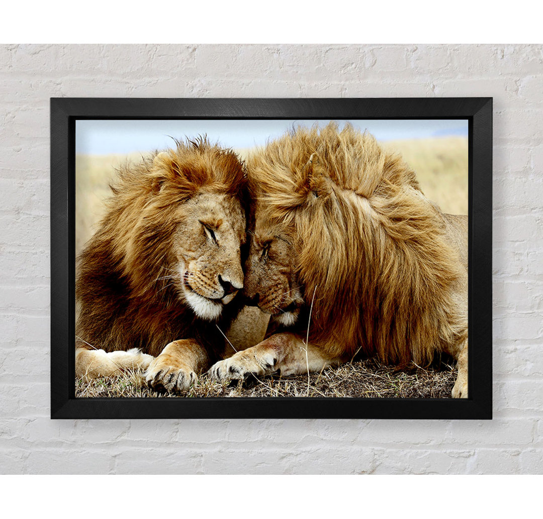 Gerahmtes Poster Lions Love Wild Cats Tiere