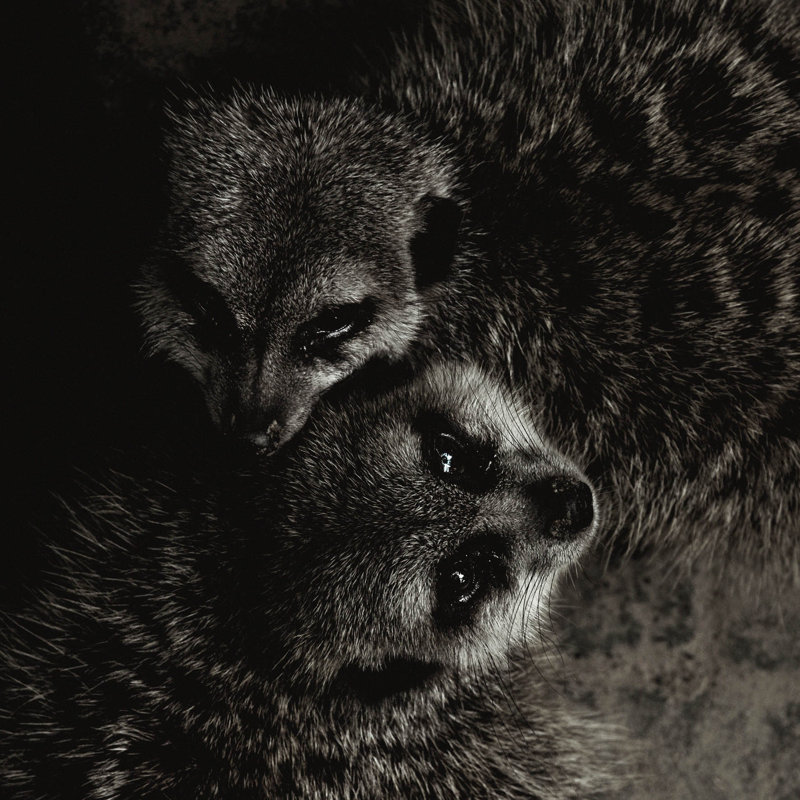 Wildlife 003 - No Frame Print on Metal