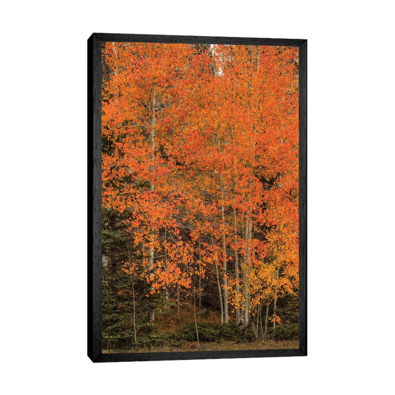 The Red-Orange Experience by Bill Sherrell - Gallery-Wrapped Canvas Giclée on Canvas, 66.04 cm H x 45.72 cm W, Black Framed