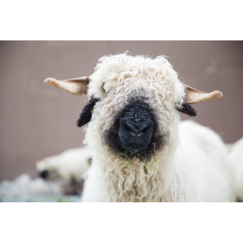 Valais Blacknose Sheep In Zermatt, Swiss - Wrapped Canvas Print, 30cm H x 46cm W