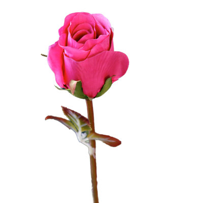 Large bud Rose
