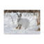 No Frame Print on Canvas-1416128846