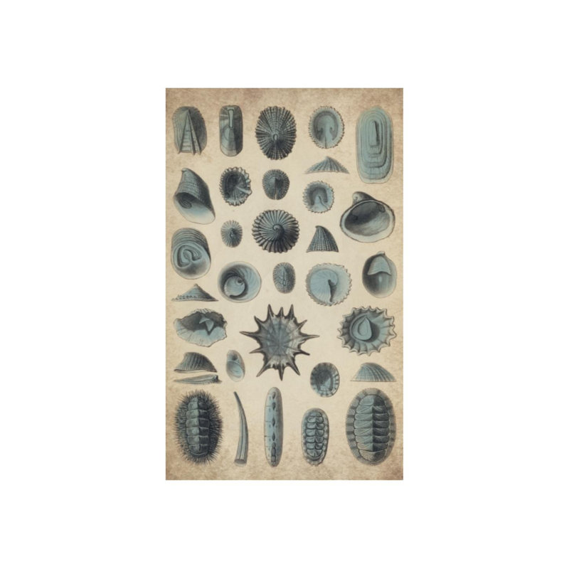 «Study of Sea Shells I» par Sofia Fox - impression sur toile tendue, Couche de verre, H 40 po x l 24 po x P 1,5 po