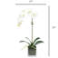 Orchid Arrangement In Square Glass Vase-460345640