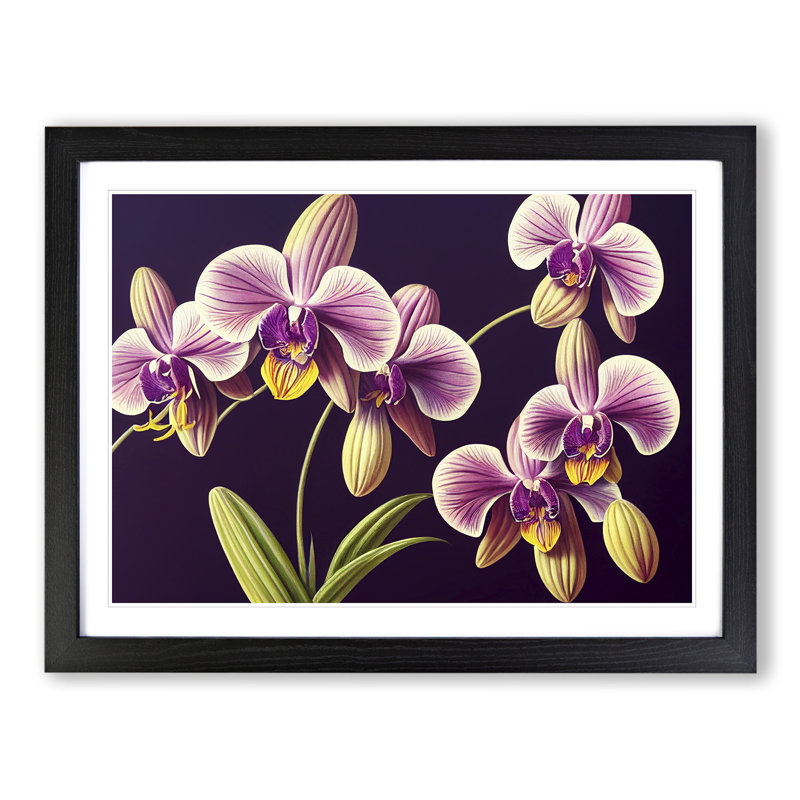 Captivating Orchid Flowers - Framed Print, Black, 25cm H x 34cm W x 2cm D