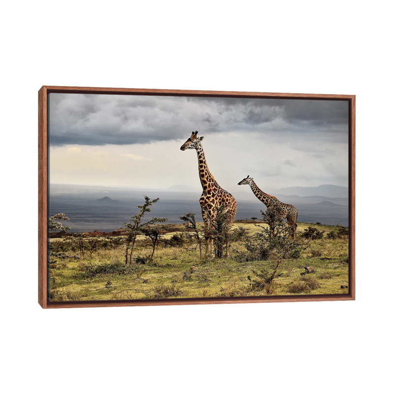 Giraffe by Giuseppe Damico - Floater Frame Print on Canvas