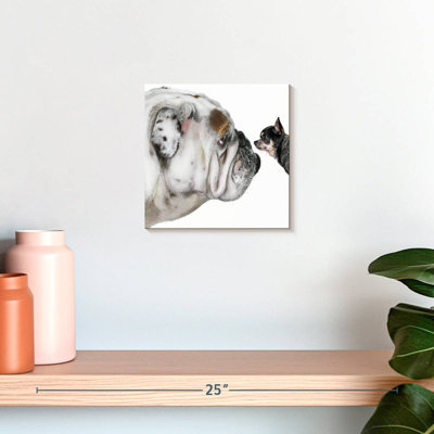 Bouledogue Brampt et chihuahua