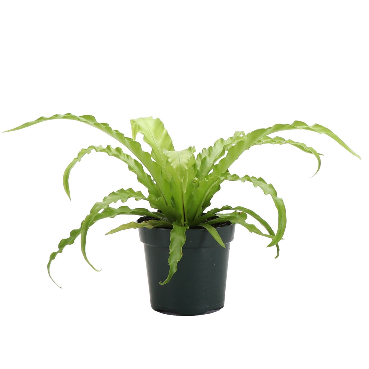 Thorsen's Greenhouse Victoria Bird's-Nest Fern - Thumbnail 2