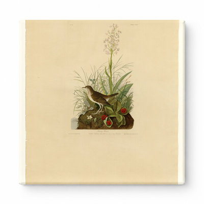 Tawny Thrush (Plate CLXIV) — Square Canvas Wall Art
