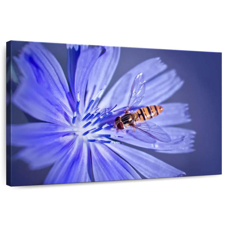 Bee On Chicory Flower, 34" H x 51" W