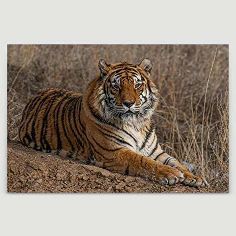 Signature signée Tiger, H 12 po x l 18 po