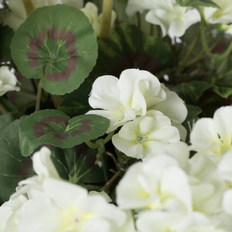 Geranium Bush