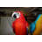Jewell 2 Parrots on a Tree Statue