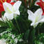Décoration de fleurs de lys-756827988