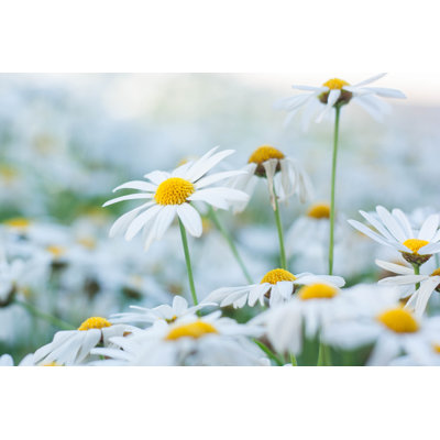Fleur de marguerite - photographie sur toile