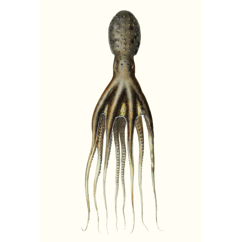 Antique Octopus Collection V - Print, Wrapped Canvas, 46 cm H x 30 cm W