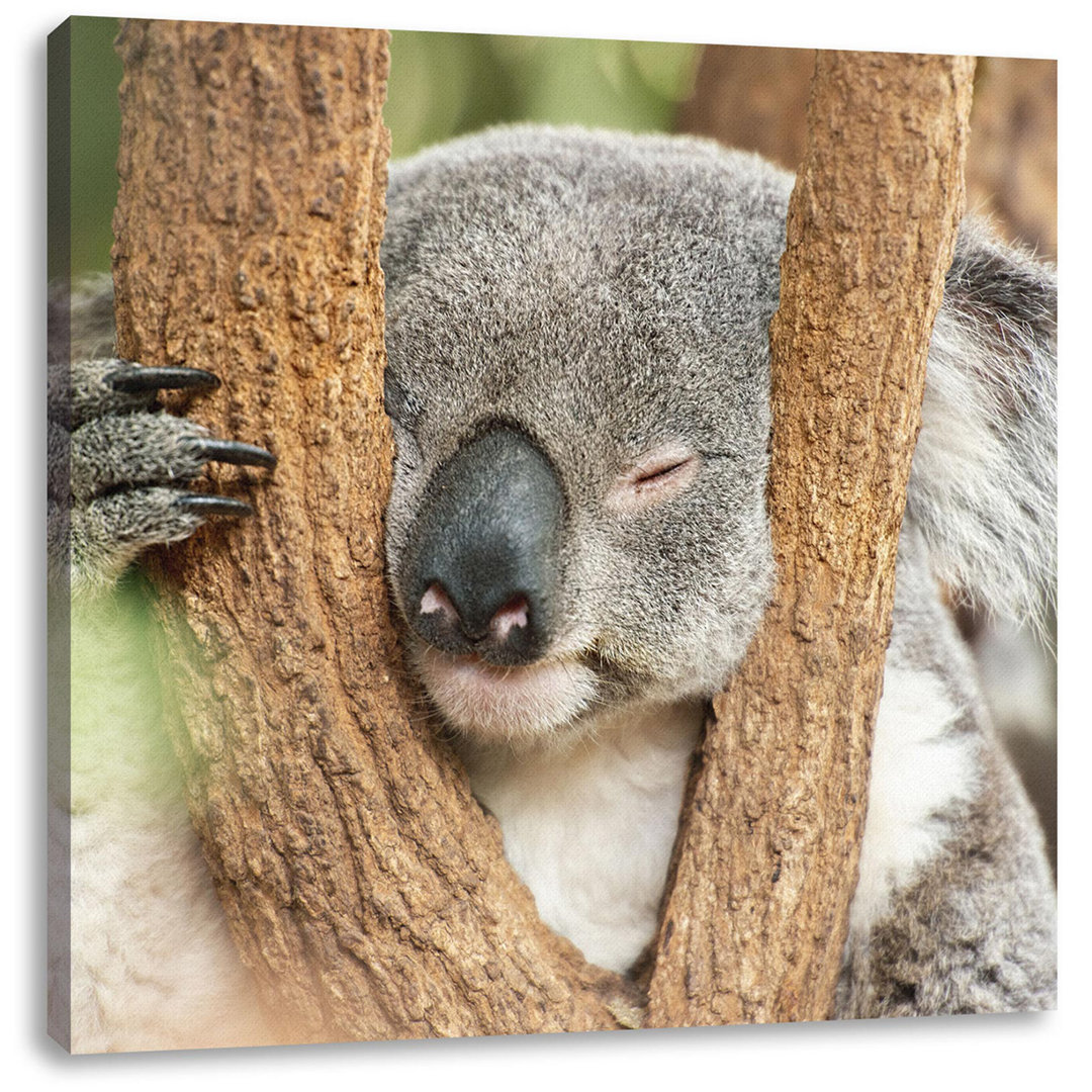 Leinwandbild Koala schläft mit Kopf in Astgabel