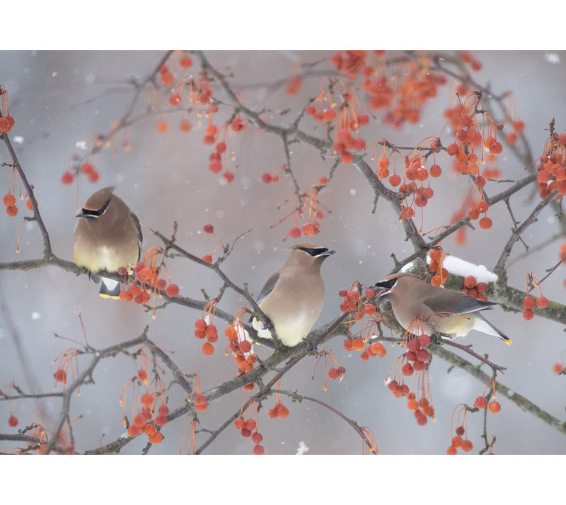 Wrapped Canvas Print, 60.96 cm H x 91.44 cm W