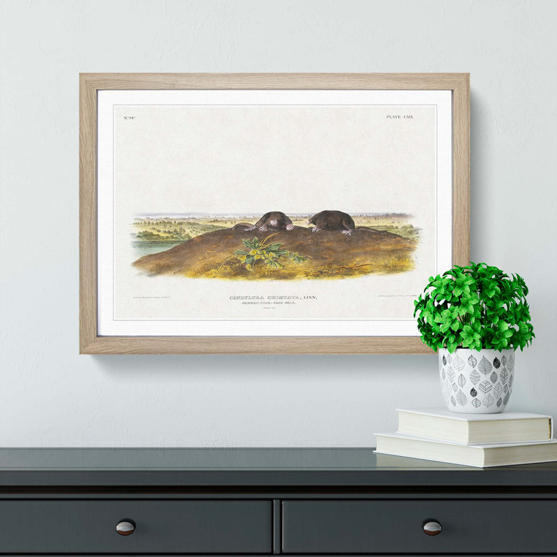 Star-Nose Moles by J.W. Audubon - Framed Print, 48cm H x 65cm W x 2cm D, Oak Framed