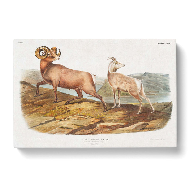 Rocky Mountain Sheep by J.W. Audubon - Wrapped Canvas, 35cm H x 50cm W x 3cm D