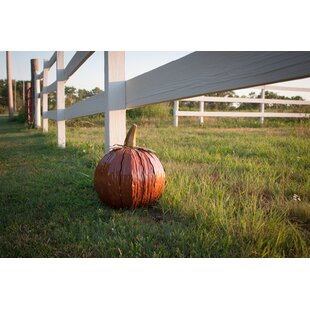 https://assets.wfcdn.com/im/16661281/resize-h310-w310%5Ecompr-r85/9380/93805179/squatty-pumpkin-luminary-lantern.jpg