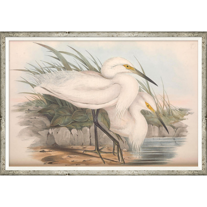 Coastal Birds Giclee Print by Soicher Marin Archives