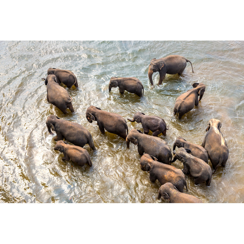 Herd Of Elephants by Bloodua - Wrapped Canvas Print, 30cm H x 46cm W