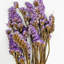 Bundle of 4 Dried Preserved Myosotis Forget-Me-Nots Bouquets 21"-111078520