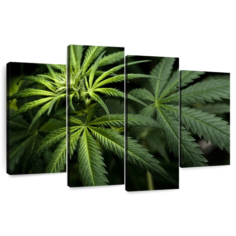 Cannabi dans le noir