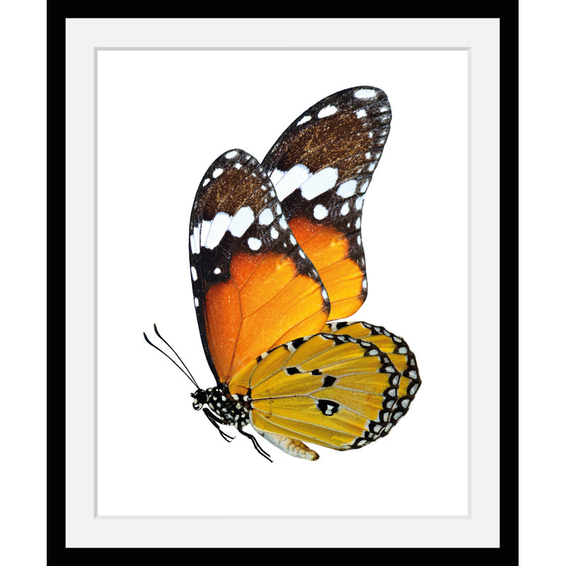Butterfly - Single Picture Frame Print