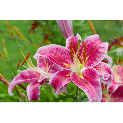 " Pink Lily "