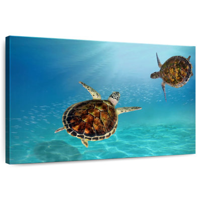 Brampt Underwater Hawksbill Turtles