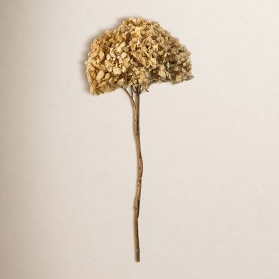 Preserved Hydrangea Stems