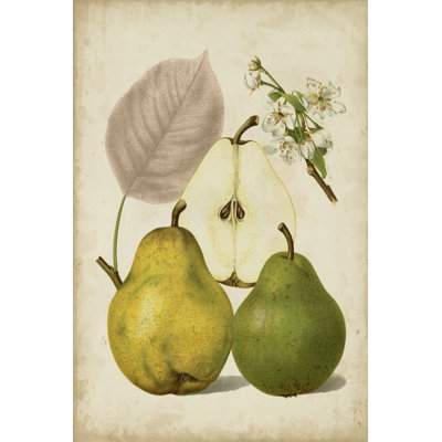 Harvest Pears I by Heinrich Pfeiffer - Wrapped Canvas Painting Print