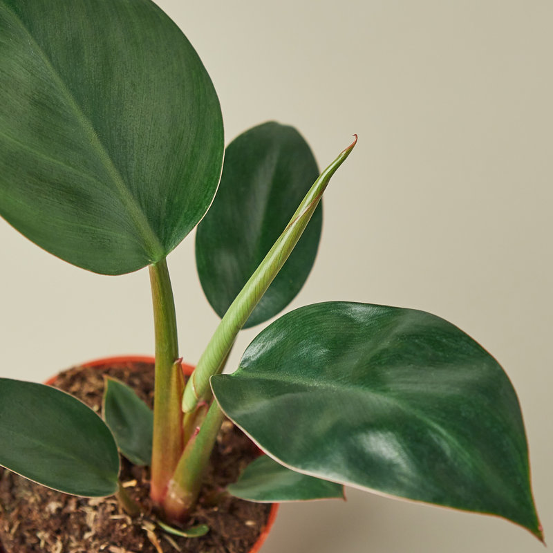 House Plant Shop Live Philodendron Plant Low Maintenance Plant Rattan