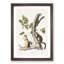 Douglass's Squirrels by J.W. Audubon - Picture Frame Painting Print-55545490-55545493
