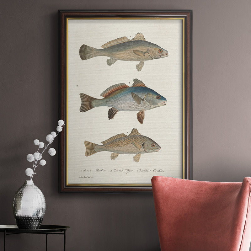 " Species Of Antique Fish III ", 27" H x 18" W x 2.5" D, Gold Trim Frame