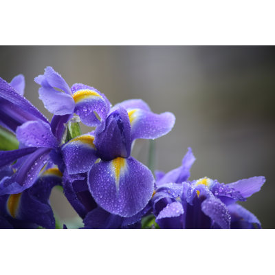 Iris Blooms - Photographie sur toile tendue