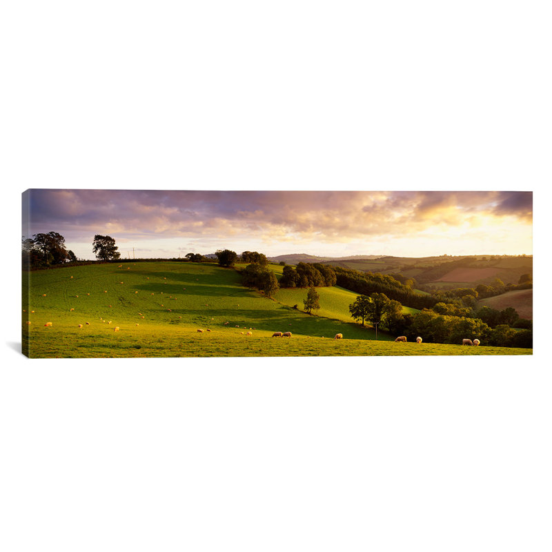 «Sheep Grazing in a Field, Bickleigh, Mid Devon, Devon, England», reproduction de photo sur toile, Toile tendue