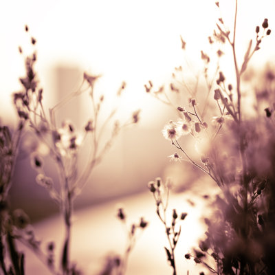 Wilted Dandelion by XH4D - Wrapped Canvas Print