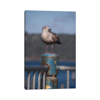Seagull Portrait by Louis Ruth - Wrapped Canvas Print