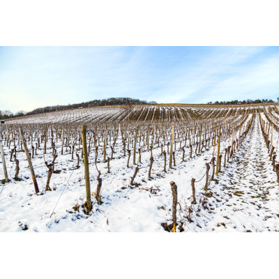 Vineyard in Winter 1 Piece Wrapped Canvas Wall Art