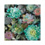 Floral Succulents by Danhui Nai - Floater Frame Print on Canvas-29382600-56750964