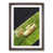 Walnut Framed selected