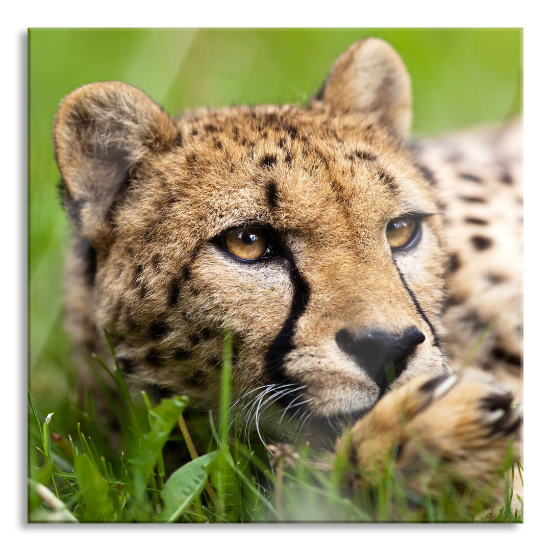 Glasbild "Gepard im Gras"