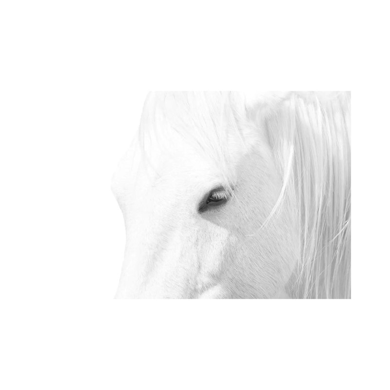 White Horse by Marco Carmassi - Wrapped Canvas Print, 66.04 cm H x 45.72 cm W x 3.175 cm D