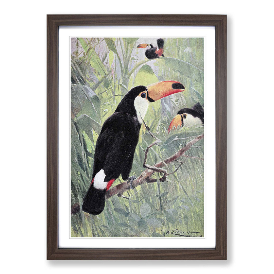Vintage Great Toucan by Wilhelm Kuhnert - Framed Print