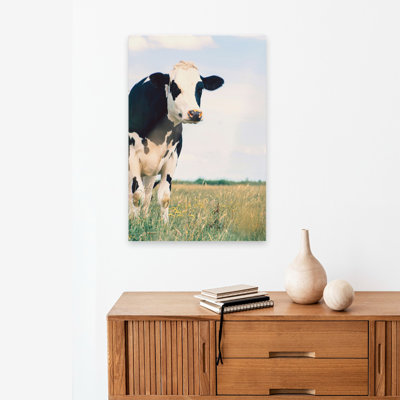 Kenton - Landscapes Photography Animals Cows Art