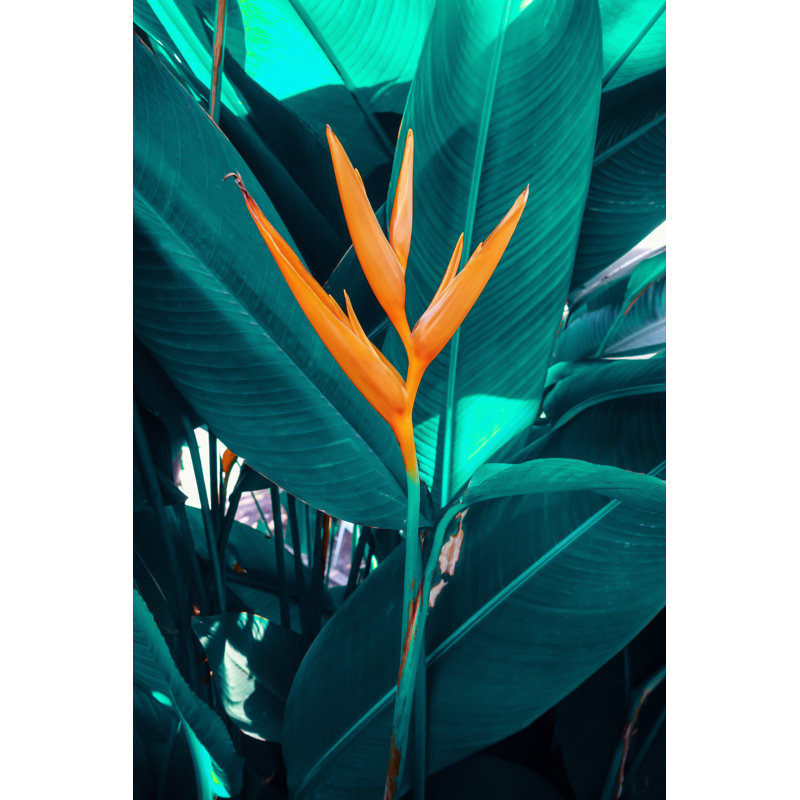 Tropical Flower - Wrapped Canvas Photograph, 122cm H x 81cm W 